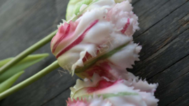 Tulpen Parrot bundle | roze
