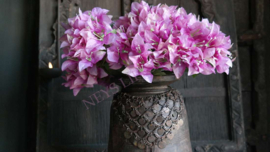 Bosje Bougainvillea zijden | paars