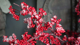 Bessen sneeuw namaak tak | rood