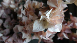 Bougainvillea dried zijden bloem | beige