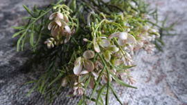 Bosje groen met créme bloem | 33 cm