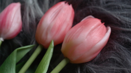 Bosje Tulp donkerroze l 30 cm
