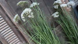 Achillea/schermbloem plant namaak wit | S