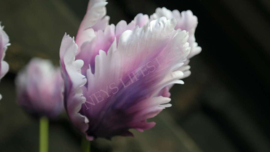 Tulp parrot Frans paars l 1 bloem 73 cm