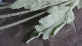 Cosmea bloem zijden | blauw