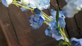Ridderspoor bloem zijden | blauw