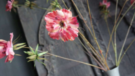 Cosmos namaak bloem | oranje/roze