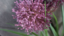 Allium plant namaak paars | S