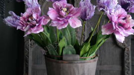 Tulp peony roze l 1 boem 67 cm