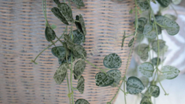 Ceropegia hangplant namaak | UV bestendig