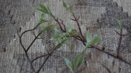 Tak namaak wild | leaves