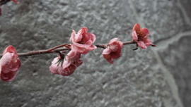 Bloesem namaak tak | roze