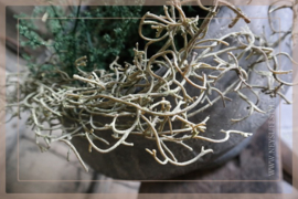 Tillandsia guirlande  | 90 cm