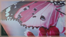 Canvas doek outdoor | Vlinder