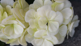 Geranium plant namaak UV bestendig| créme