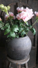 Pioenroos plant in pot kunst | XL