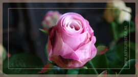 Roos kunst | donker roze 52 cm