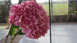 Hortensia tak | roze XL