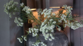 Wildwortel /fluitekruid bloem namaak | L
