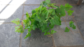 Hedera plant namaak | UV bestendig