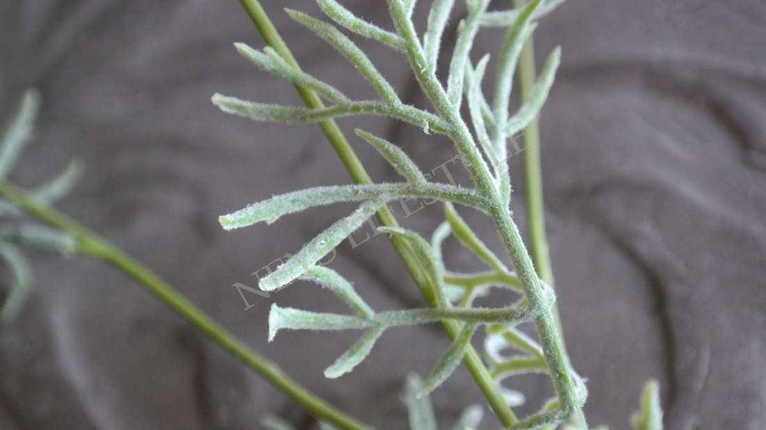 Wildwortel /fluitekruid kunst bloem | wit S