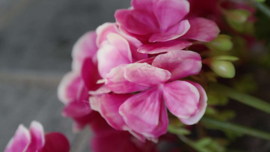 Geranium plant namaak UV bestendig| roze