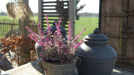 Salie plant in pot kunst | roze