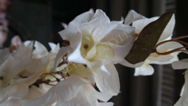Bougainvillea dried zijden bloem | beige