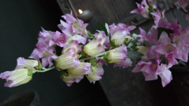 Campanula bloem zijden | paars/geel