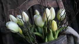 Tulp in pot | wit-groen 24 cm