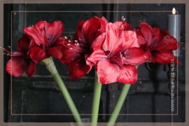 Amaryllis kunst bloem  | rood 66 cm