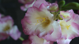 Gladiool kunst bloem | roze