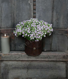 Gipskruid bosje paars | 30 cm