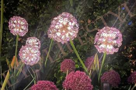 Solar Bloem op steker | paars 2 bloemen