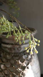 Bessen/ilex tak kunst | groen