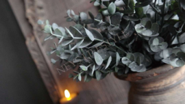 Bosje eucalyptus | namaak