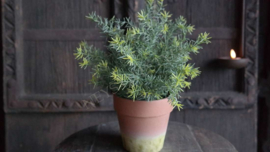 Kruiden plant in pot kunst | asparagus