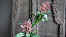 Skimmia kunst tak  | rood