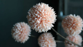 Pom pom tak kunst | zalm