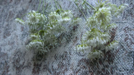 Wildwortel /fluitekruid kunst bloem | wit