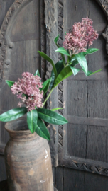 Skimmia kunst tak  | rood