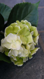 Hortensia plant namaak UV bestendig| groen