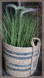 Setaria grass | S