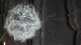 Dandelion bloem kunst | XL
