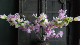Campanula bloem zijden | paars/geel