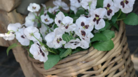 Viooltjes wit zijden op steel 35 cm l | 1 stuk