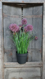 Allium plant namaak paars | M