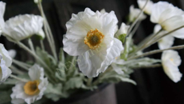 Cosmea bloem zijden | créme