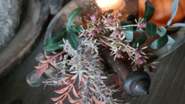 Toef Herfst | incl spindel