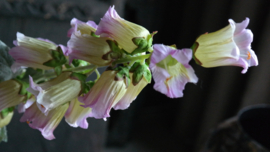 Campanula bloem zijden | paars/geel